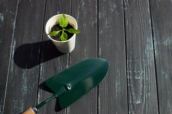 Seedling tomato in white cup, a shovel and a rake on a wooden background — Stock Image Seedling tomato in white cup, a shovel and a rake on a wooden background Royalty Free Stock Photos