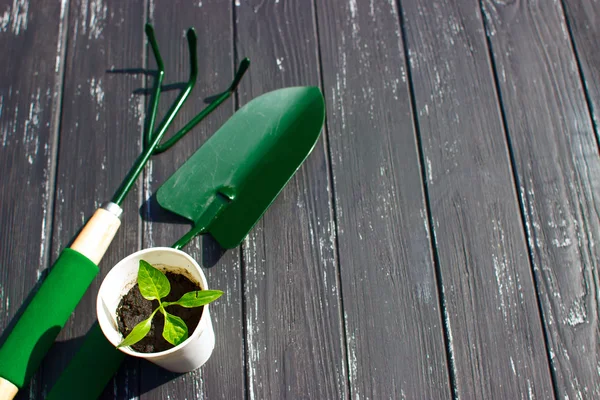 Seedling tomato in white cup, a shovel and a rake on a wooden background — Stock Image Seedling tomato in white cup, a shovel and a rake on a wooden background Stock Image