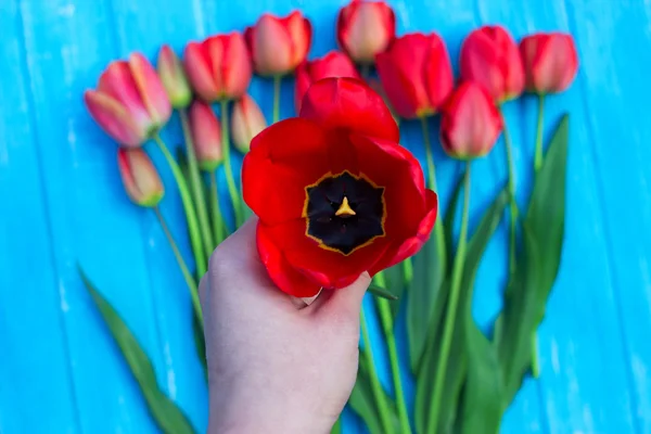 Bouquet of red tulips holding on hands — Stock Photo, Image