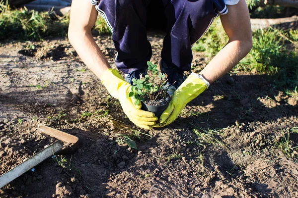 planting flowers. roses and tulips autumn spring planting in the ground