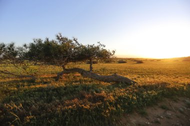 Günbatımı ve alanı ağacıyla
