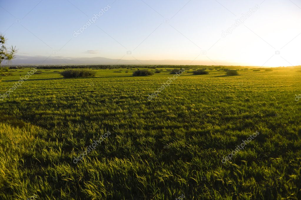 Sunset on the big island with field
