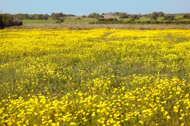 Gün batımı ile sarı çiçekler bahar