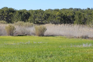 Sazlık, çayır yatay