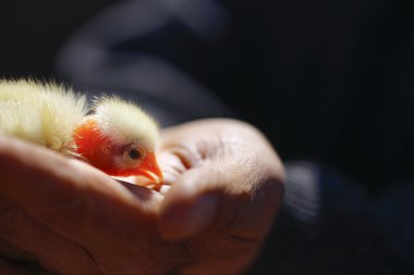 Piliç makro'Kıbrıs ' ta kümes hayvanları