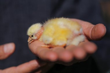 Piliç makro'Kıbrıs ' ta kümes hayvanları