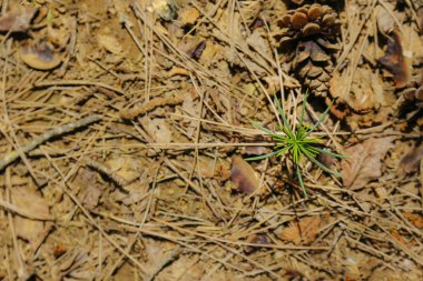 Türkiye'de yeni çam fidan.