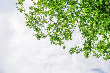 Türkiye'den güzel çam ağaçları