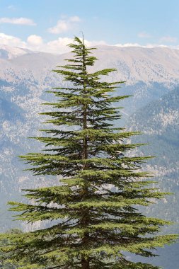 Türkiye dağlarında çam ağacı.