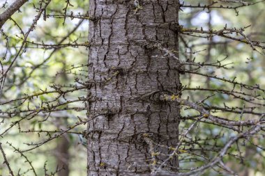 Ormandaki yaşlı çam ağacı.