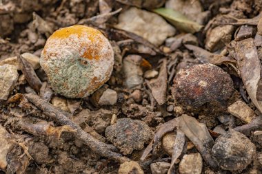 Bahçedeki küflü mandalina portakalı..