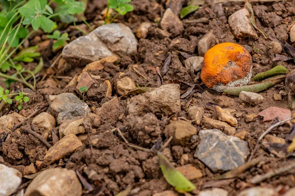 Penészes Mandarin Narancs Kertben — Stock Fotó