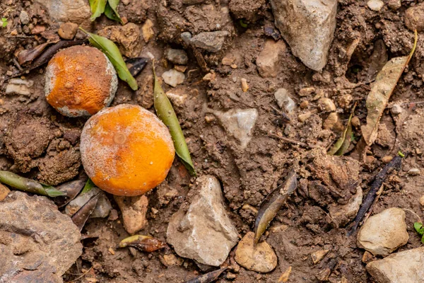 Penészes Mandarin Narancs Kertben — Stock Fotó