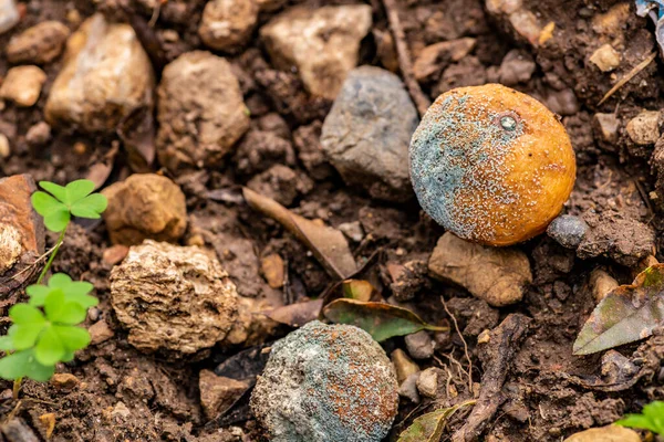 Penészes Mandarin Narancs Kertben — Stock Fotó