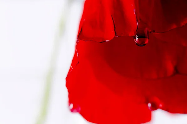 Red Poppies Papaver Rhoeas Water Drop White Background — 스톡 사진