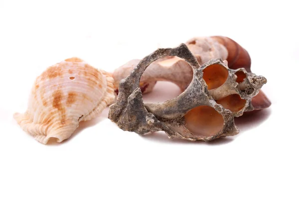 The Old Shell on the white background — Stock Photo, Image