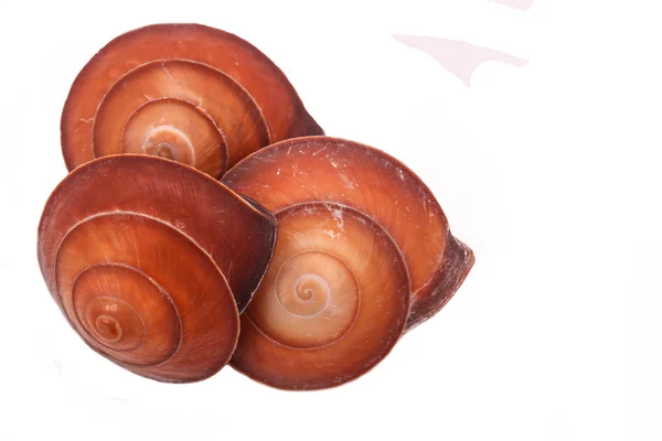 The Three Shell on the white background — Stock Photo, Image