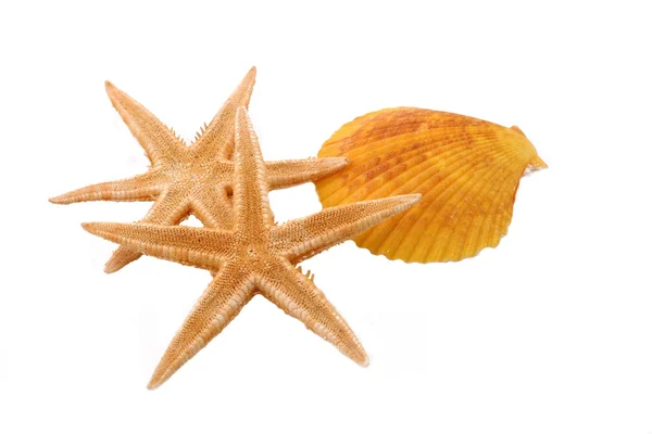 Dois Starfish e um Shell no fundo branco — Fotografia de Stock