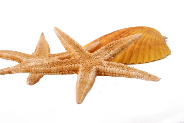 Dos estrellas de mar y concha en el fondo blanco — Foto de Stock