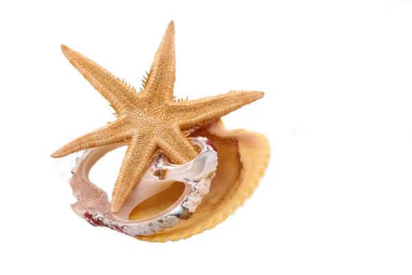 O Starfish e Shell no fundo branco — Fotografia de Stock