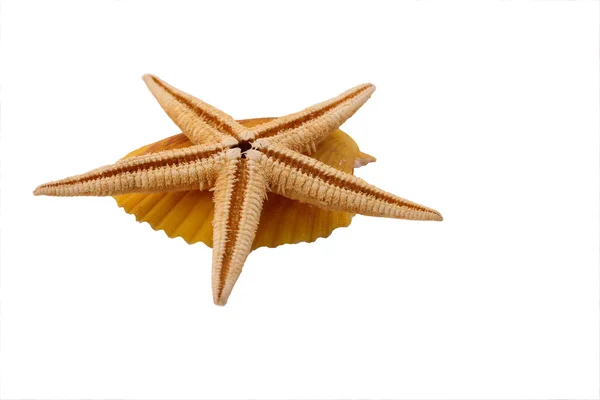 O Starfish com concha no fundo branco — Fotografia de Stock