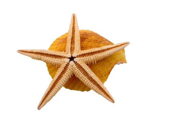 O Starfish com a concha no fundo branco — Fotografia de Stock