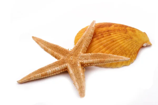 La estrella de mar con concha sobre el fondo blanco — Foto de Stock