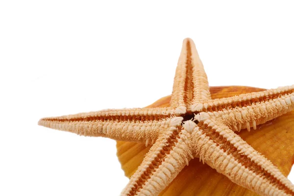 Le stelle marine con la conchiglia sullo sfondo bianco — Foto Stock