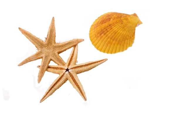 Duas estrelas do mar com a concha no fundo branco — Fotografia de Stock