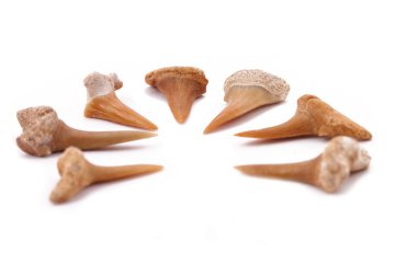 Beyaz artalanları çok köpekbalığı dişlerde