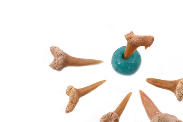 The Shark Teeth  and turquoise on the white backround — Stock Photo, Image