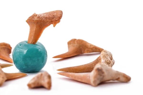 The Shark Teeth  and turquoise on the white backround — Stock Photo, Image