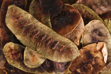 İskenderiyeli Senna Pod ahşap üzerine