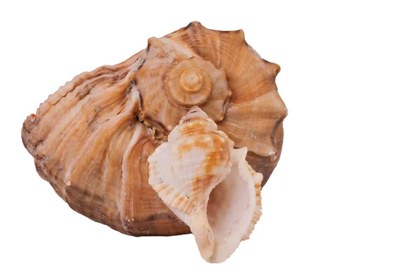 The Conch Shell On the white background — Stock Photo, Image