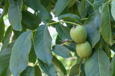 Ceviz ağacı üzerinde ceviz