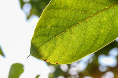 Ceviz ağacı üzerinde ceviz bitki