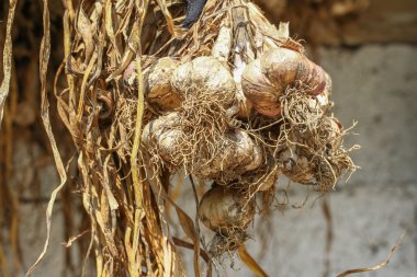 Benim evimde kurutma sarımsak.