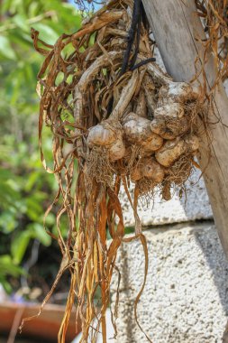 Benim evimde kurutma sarımsak.