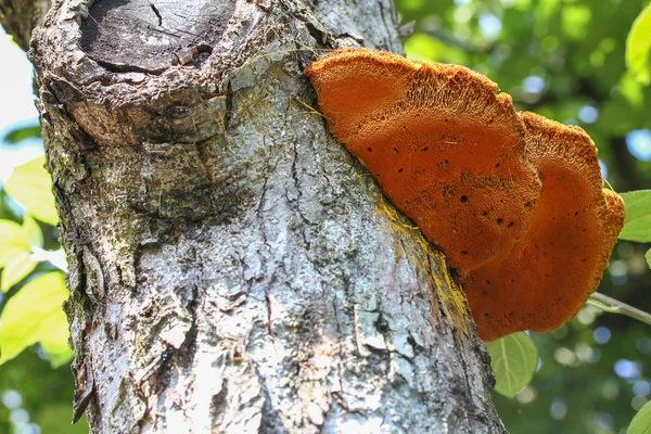 Le liège sur fond naturel de l'arbre — Photo