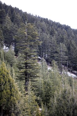 Toros Dağları üzerinde çam ağaçları.