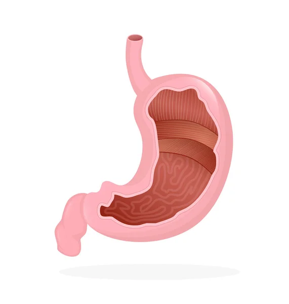 Organ perut. Ilustrasi vektor kartun datar. Konsep layanan kesehatan. Ikon vektor terisolasi. Organ manusia diisolasi pada latar belakang putih. - Stok Vektor