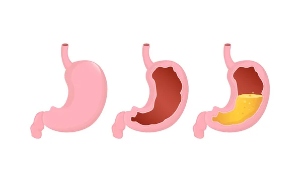 Órgão estomacal. Desenho plano ilustração vetorial. Conceito de saúde. Ícone vetorial isolado. Órgãos humanos isolados sobre fundo branco. — Vetor de Stock