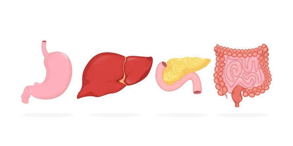 Órganos digestivos ambientados en estilo realista. Diseño gráfico de ilustración vectorial. Dibujos animados infografía con órganos digestivos conjunto. — Vector de stock