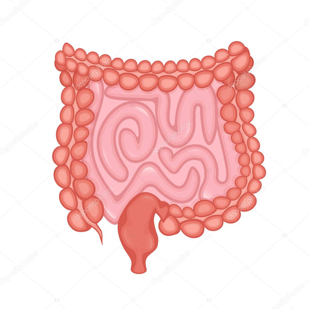 Flat vector illustration. Flat vector illustration with intestines, digestive system concept.