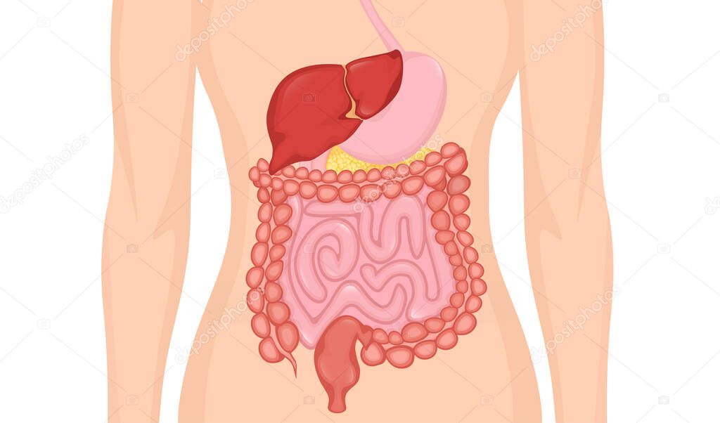 Cartoon digestive system for medical design. Flat vector illustration. Isolated vector illustration.