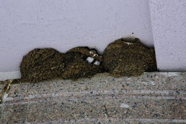 Evin çatısının altındaki kuş yuvası.