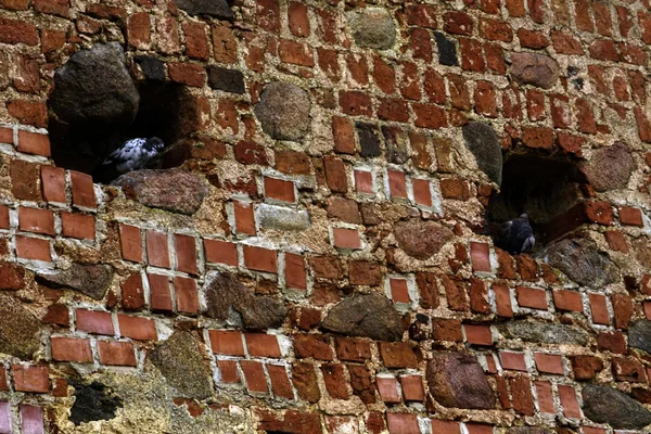 Dos pájaros sentados en el nicho de la vieja pared de ladrillo — Foto de Stock