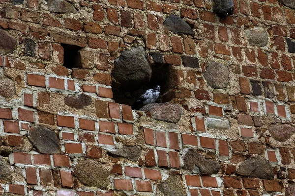 Pájaro sentado en el nicho de la vieja pared de ladrillo — Foto de Stock