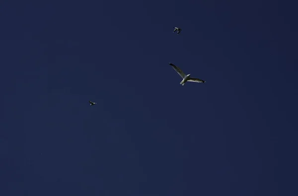 Les mouettes montent dans le ciel — Photo