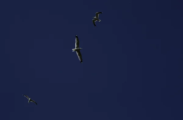 Птицы летают в небе — стоковое фото